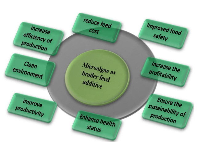 Algae as an alternative feed source in poultry.PNG